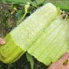 loofah material product category