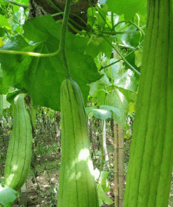 loofah material product category