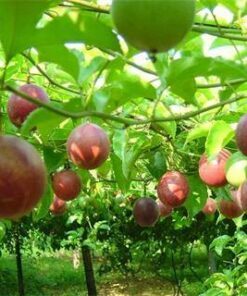 Alternative view of Fresh Passion fruit VietNam