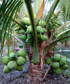 Alternative view of Macapuno Coconut VietNam