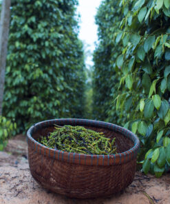 Alternative view of Black Pepper VietNam